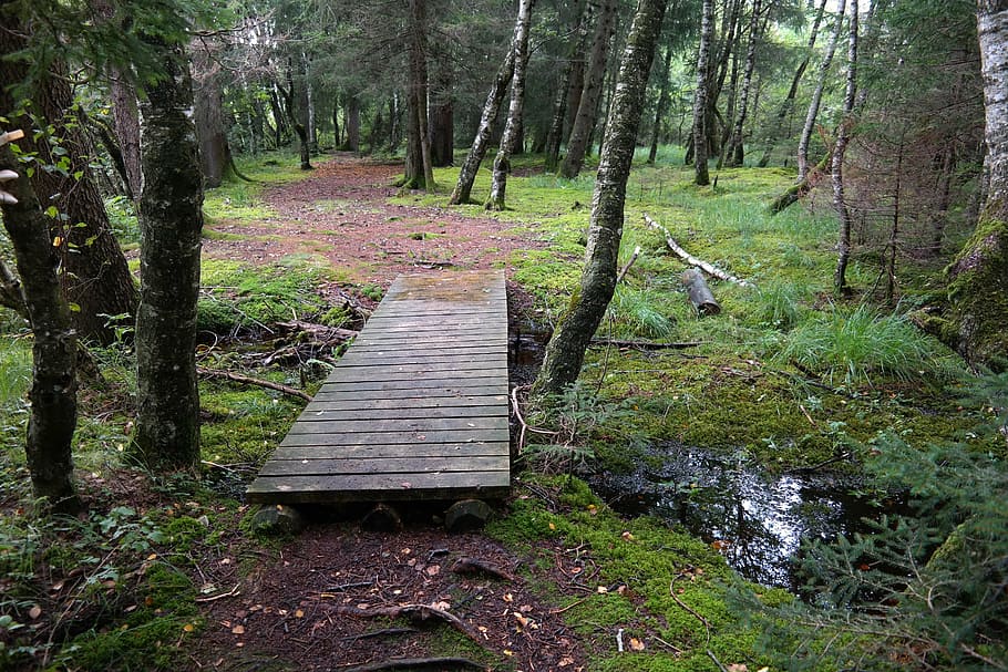 moor, forest, forest path, swampy, web, land, plant, wood - material HD wallpaper