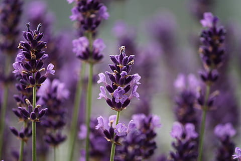 selective focus photography of lavender flowers, violet, close HD wallpaper