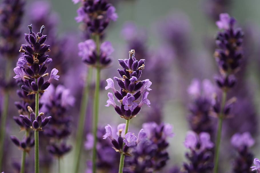 selective focus photography of lavender flowers, violet, close HD wallpaper