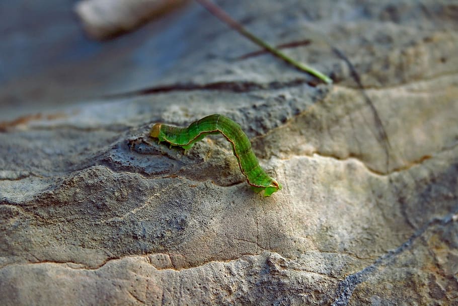 Worm, Stone, Nature, Insect, green, small, macro, pest, wildlife HD wallpaper