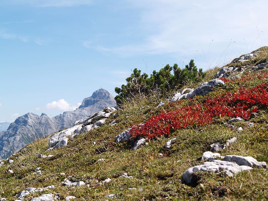Alpine, Hawk, Mountain, Autumn, landscape, stubaital, no people HD wallpaper