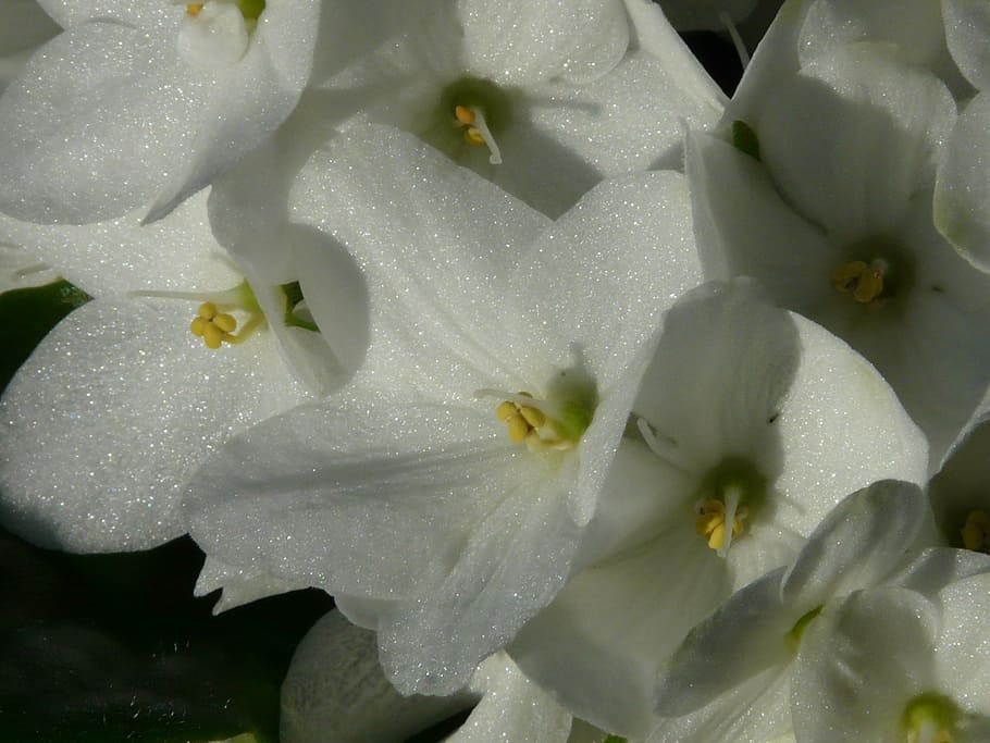 flower, hydrangea, blossom, bloom, inflorescence, white, silver HD wallpaper