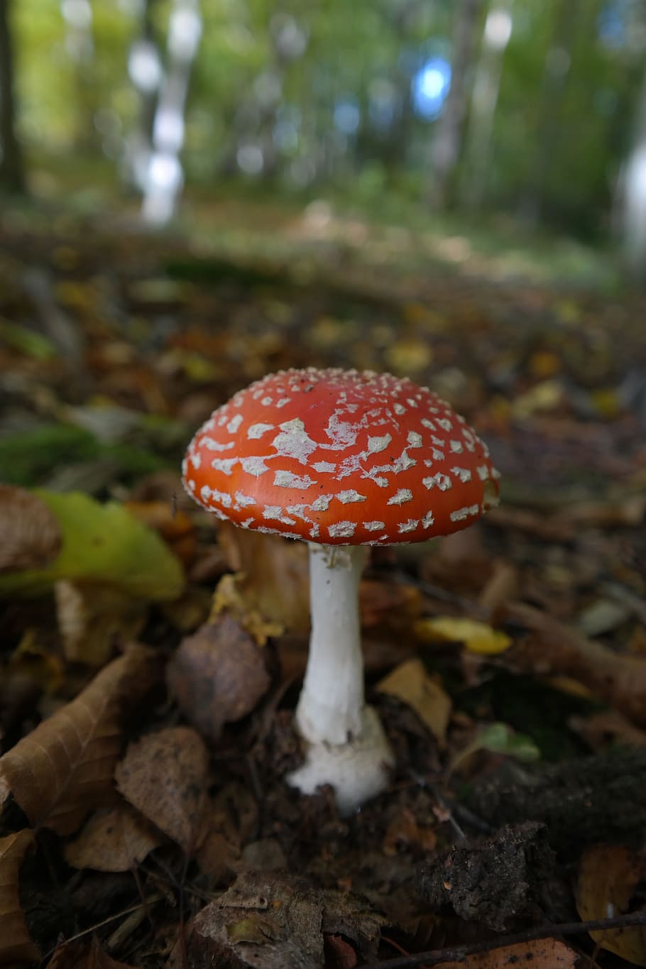 red and white mushroom, fly agaric, symbol of good luck, lucky guy, HD wallpaper