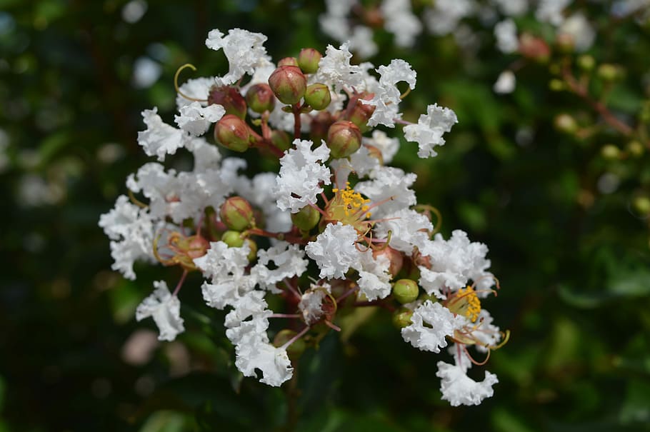 Flower, Tree, White, Yellow, Nature, spring, flowering tree HD wallpaper