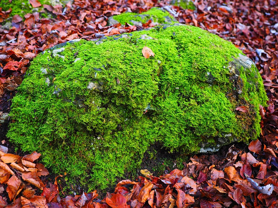 stone, moss, bemoost, green, overgrown, of course, forest, forest floor HD wallpaper