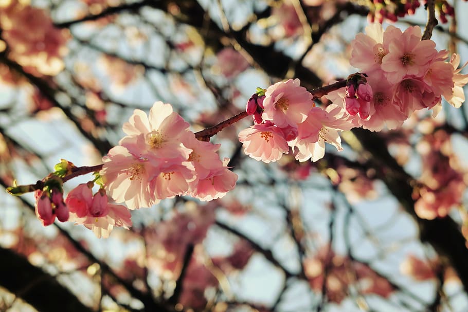 closeup photo of pink petaled flowers, england, countryside HD wallpaper