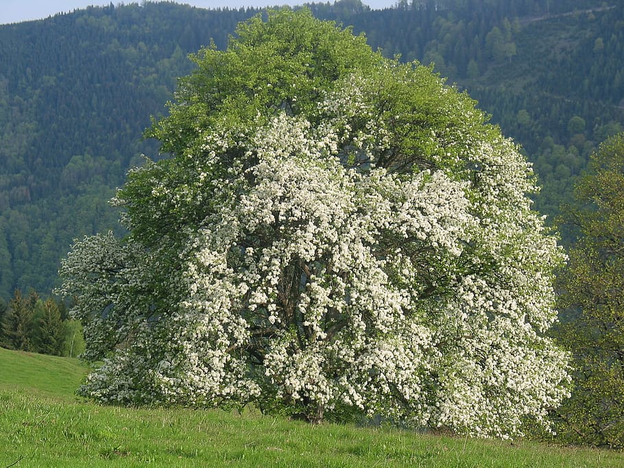 Forest, Green, Nature, Old, Tree, trees, old tree, bloom, day HD wallpaper