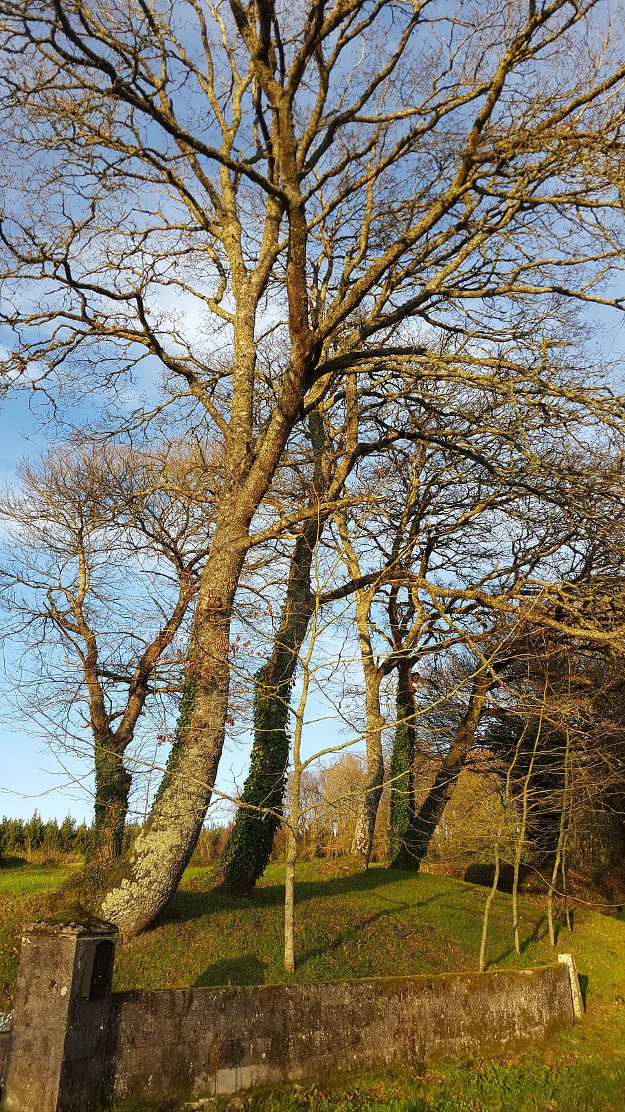 tree, galicia, winter, plant, nature, tranquility, no people HD wallpaper