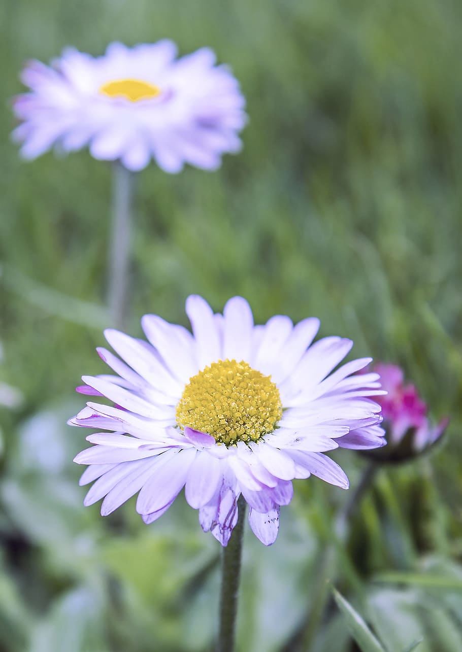 flower, daisy, nature, grass, green, summer, white, yellow HD wallpaper