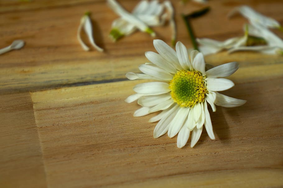 emotion, daisy robins, hanoi, flowering season, white daisies, HD wallpaper