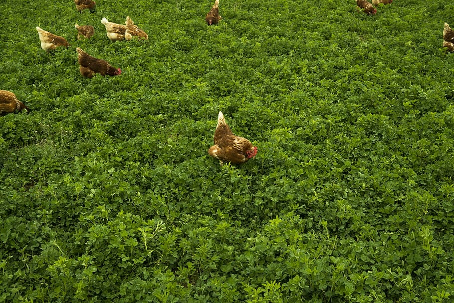 chicken, meadow, grass, chickens, poultry, young animal, wildlife photography HD wallpaper