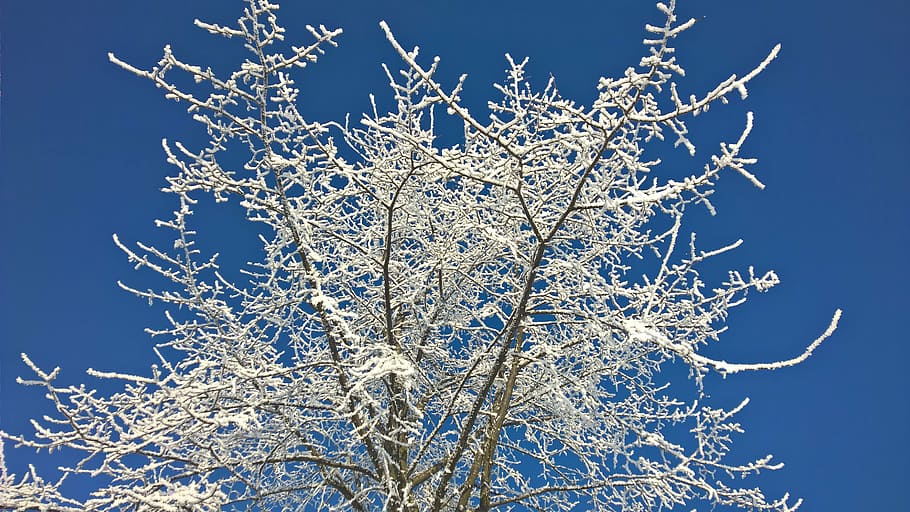 winter, snow, sun, trees, blue sky, hoarfrost, wintry, white HD wallpaper