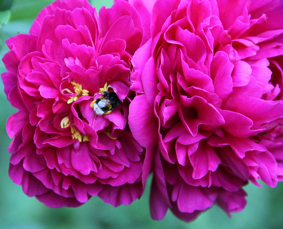 Spring, Flowers, Peony, Hummel, petal, pink color, flower head HD wallpaper