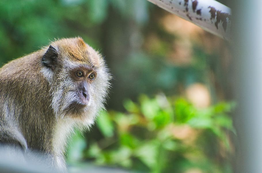 brown monkey in selective focus photography, Baboon in front of white metal frames HD wallpaper