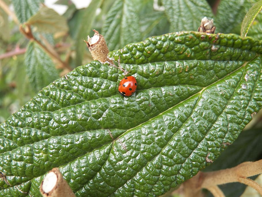 Animal, Ladybug, Nature, Lucky Charm, krabbeltier, leaf, plant, HD wallpaper