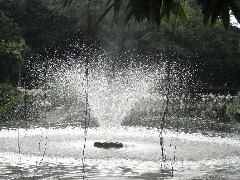 fountain, spray, aqua, water, tree, motion, plant, splashing HD wallpaper