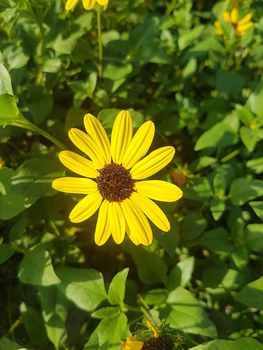 flower, spring, blooming, yellow, flowering plant, fragility HD wallpaper