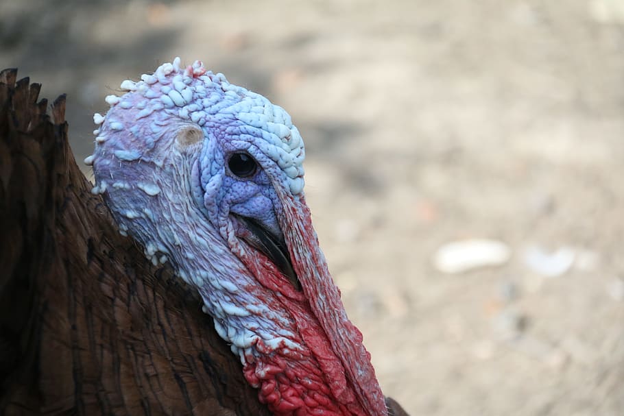 turkey, bird, backyard, farm, poultry, head, animal themes HD wallpaper
