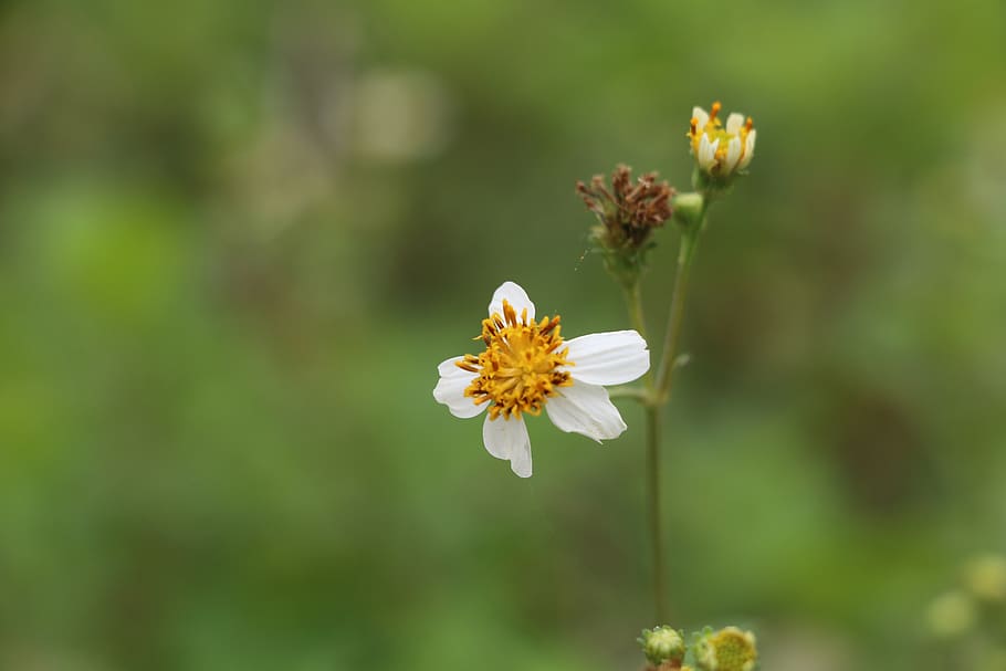 flower, the leaves, flowering plant, freshness, fragility, vulnerability HD wallpaper