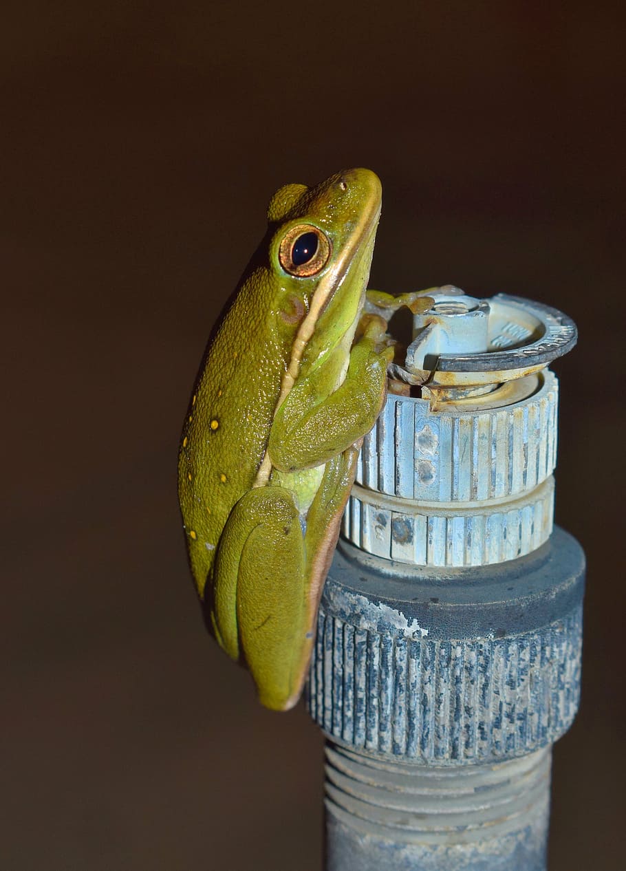 frog, tree frog, american green tree frog, croak, croaking, HD wallpaper