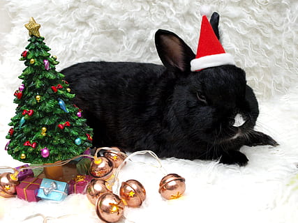 black rabbit lying on white textile, hare, munchkins, long eared HD wallpaper