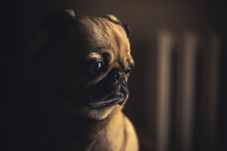 selective focus photography of fawn pug puppy, selective focus photo of brown and black pug looking down