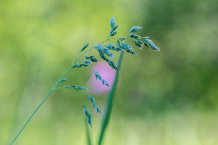 grass, blade, macro, meadow, blade of grass, field, green, nature HD wallpaper