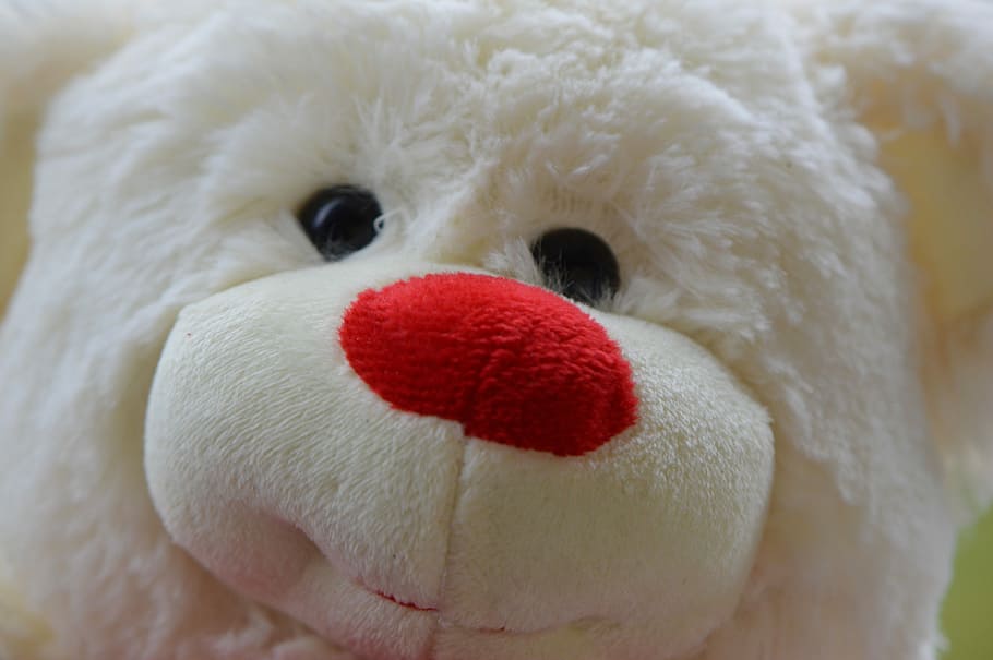 Bear, Bears, Plush, Cute, Sweet, teddy, funny, white color HD wallpaper