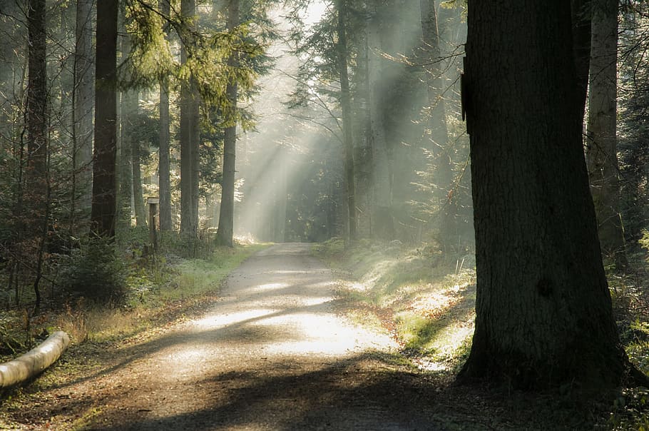 road in the middle of the forest during daytime, glade, landscape HD wallpaper