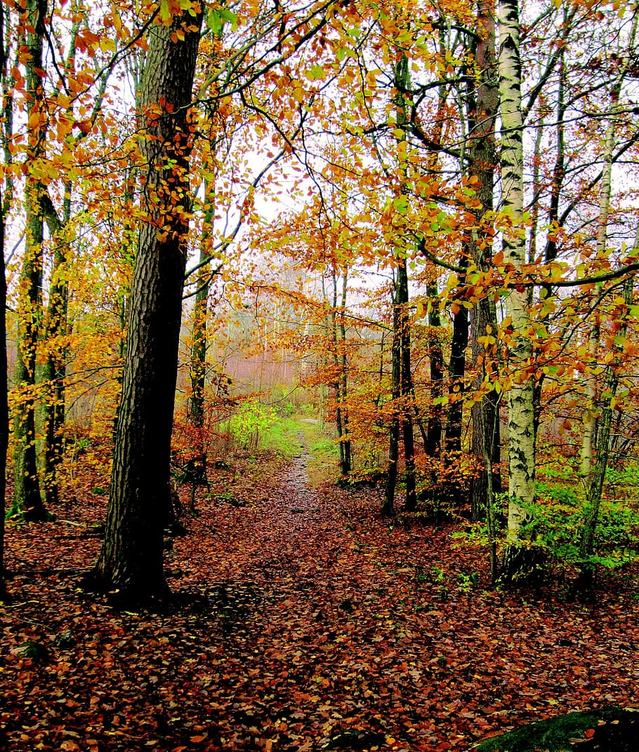 autumn, autumn trees, forest, leaf, yellow leaves, change, land HD wallpaper