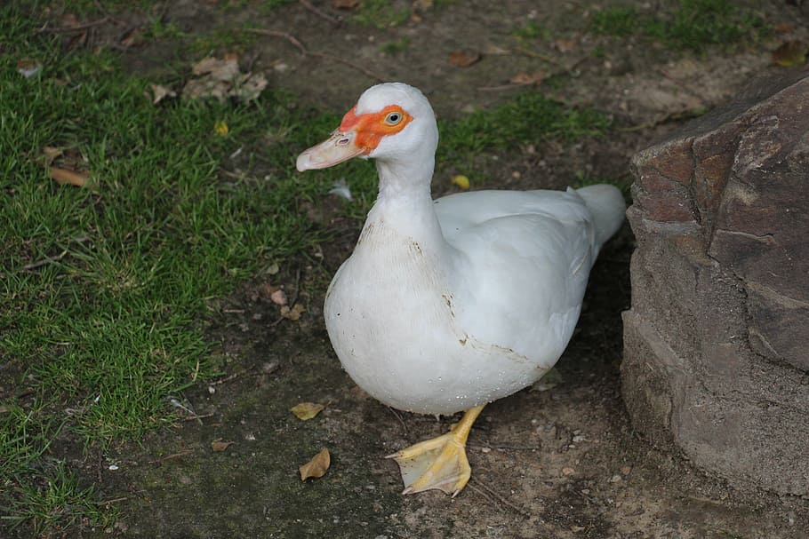 duck, white, green, red, earth, grass, white duck, animal, farm HD wallpaper