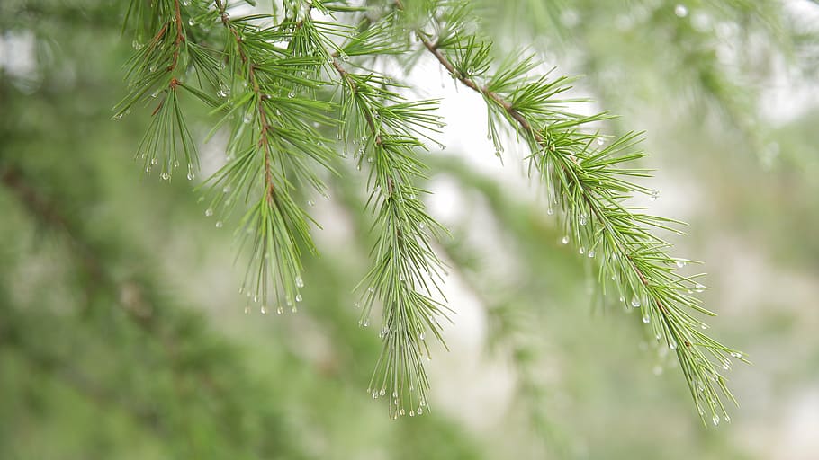 conifer, dew, rain, thorn, nature, tree, forest, branch, fir Tree HD wallpaper