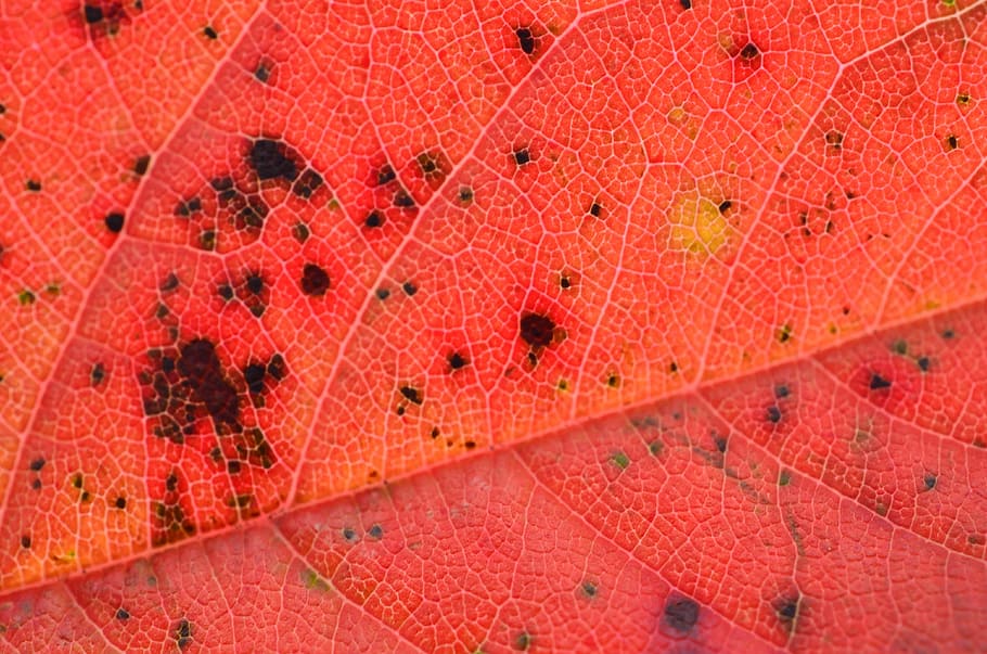 leaf, autumn, leaves, tree, plant, red, no people, full frame HD wallpaper