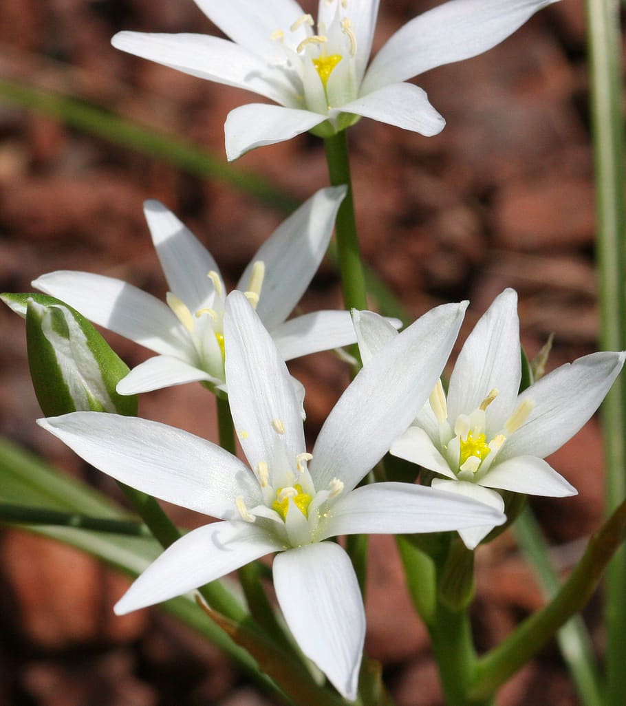 ornithogale, mountain, flower, flowering plant, vulnerability HD wallpaper
