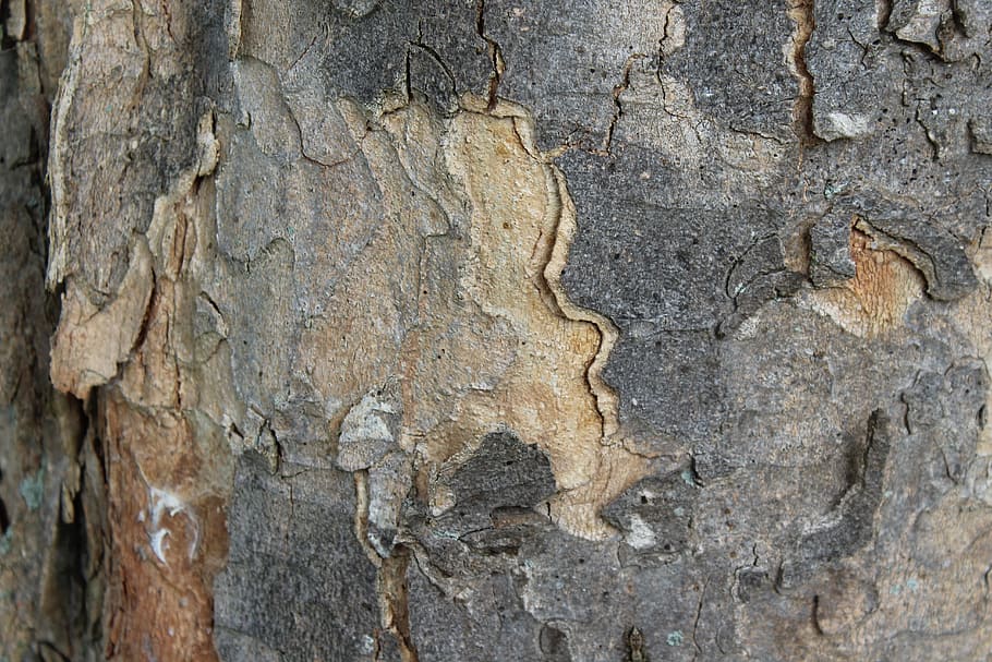 tree bark, log, texture, structure, wood, backgrounds, full frame HD wallpaper