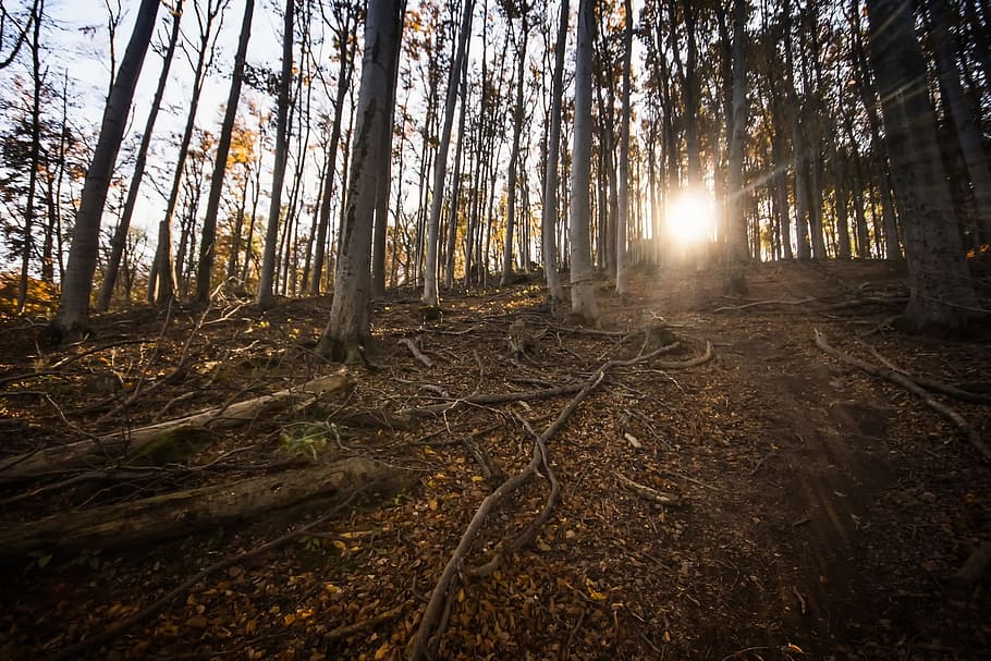 tree, plant, forest, highland, wood, root, sunlight, sunny HD wallpaper