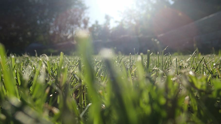 grass, straws, sun, spring, summer, green, lawn, plant, nature HD wallpaper