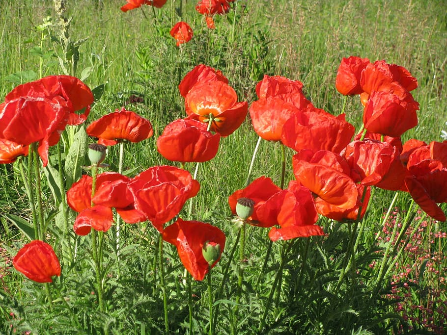 Maki, Summer, Garden, nature, poppy, flower, red, plant, grass HD wallpaper