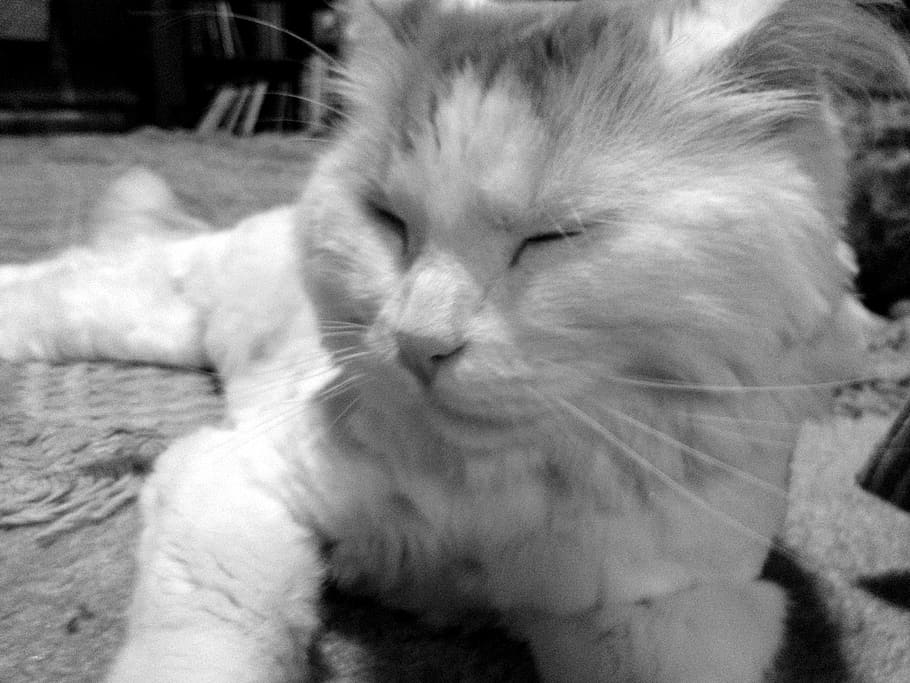 cat, pet, black, white, animal, cute, kitty, mammal, fur, sitting HD wallpaper