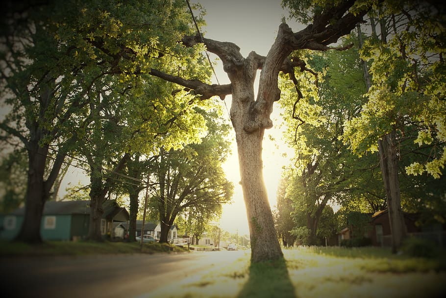 Old, Tree, Sun, Morning, Sunrise, old tree, outdoor, light HD wallpaper