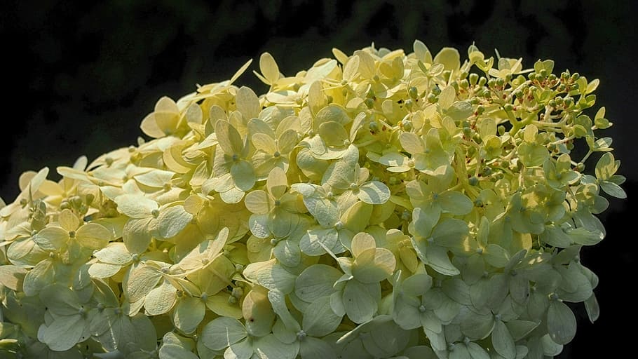 hydrangea, hydrangeas, flower, blooms, garden, nature, plant HD wallpaper