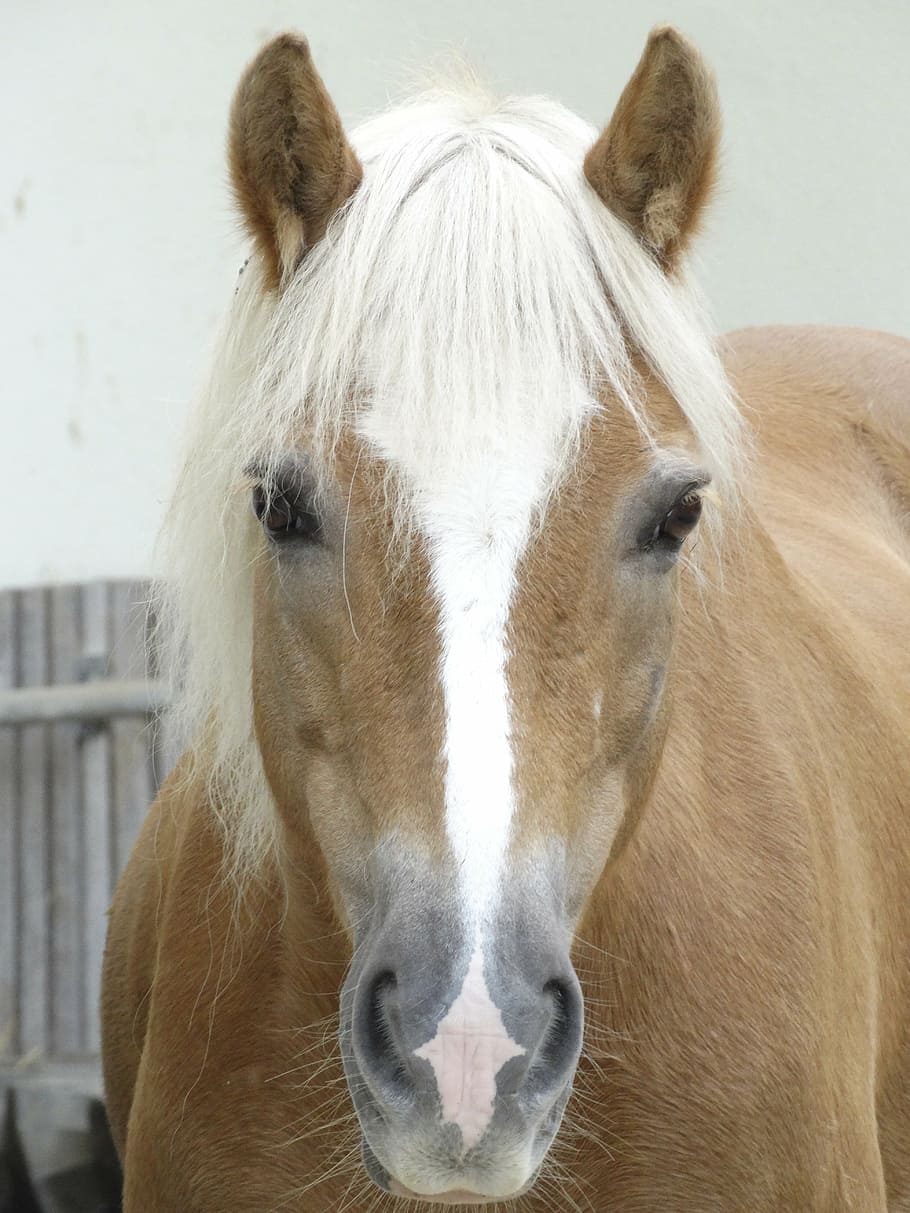 horse, nostrils, mare, gaul, animals, light brown, white, pallor, HD wallpaper