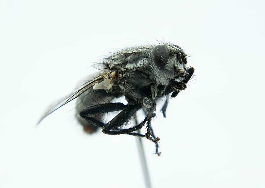 gray bees, fly, macro, close, insect, fly eye, close up, macro photography HD wallpaper