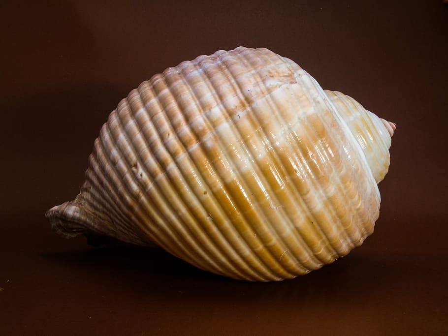 shell, snail, close, studio shot, single object, no people HD wallpaper