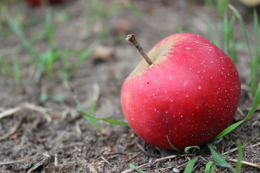 Apple, Red, Fruit, food and drink, day, freshness, growth, healthy eating HD wallpaper
