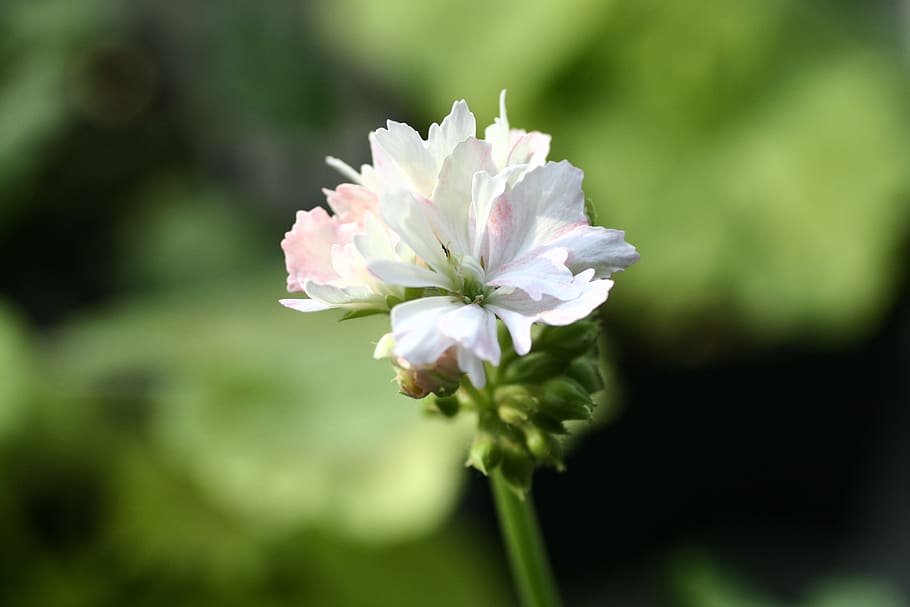 geranium, flowers, flowering plant, beauty in nature, vulnerability HD wallpaper