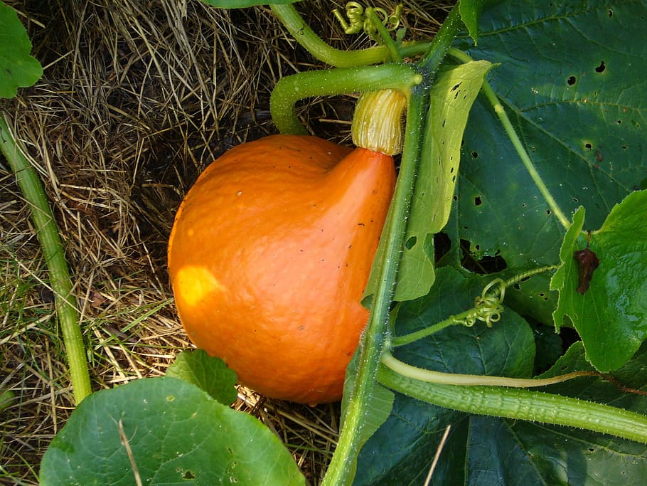 pumpkin, plant, vegetables, orange, food, frisch, autumn, decoration HD wallpaper