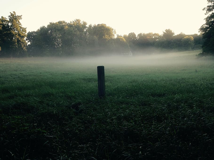 meadow, field, mist, grass, green, summer, green field, countryside HD wallpaper
