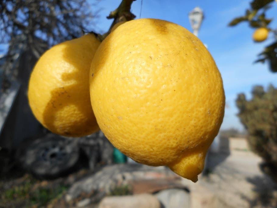 lemon, fruit, mediterranean, yellow, acidity, mediterranean countryside HD wallpaper