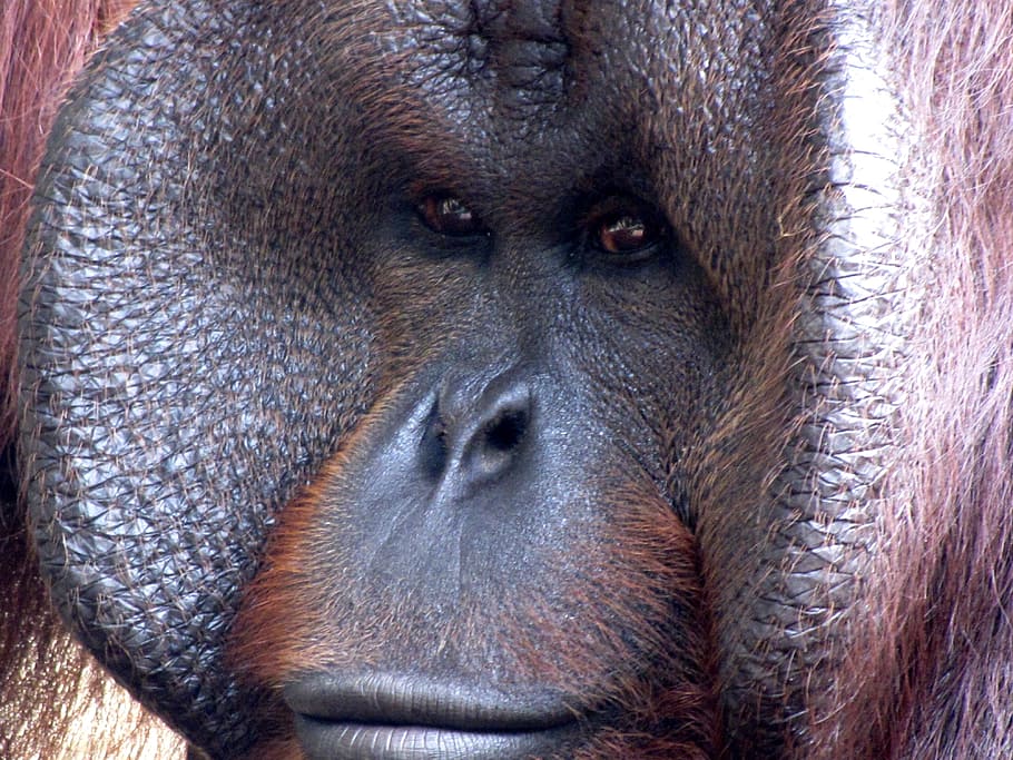 gorilla, primate, ape, monkey, mammal, animal, zoo, african HD wallpaper